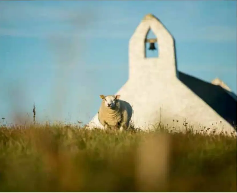 A sheep in the meadow with the whitewashed Eglwys y Grog at Mwnt behind