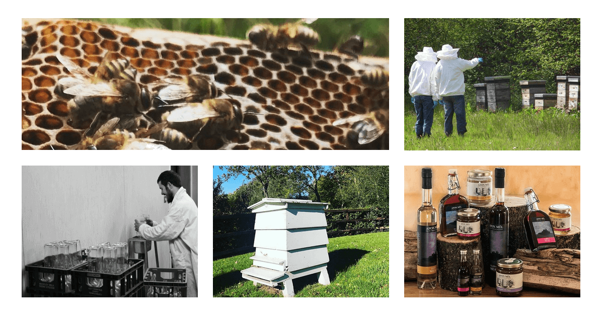Afon Mêl New Quay Honey Farm feature