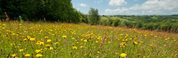 Denmark Farm Conservation Centre in Lampeter