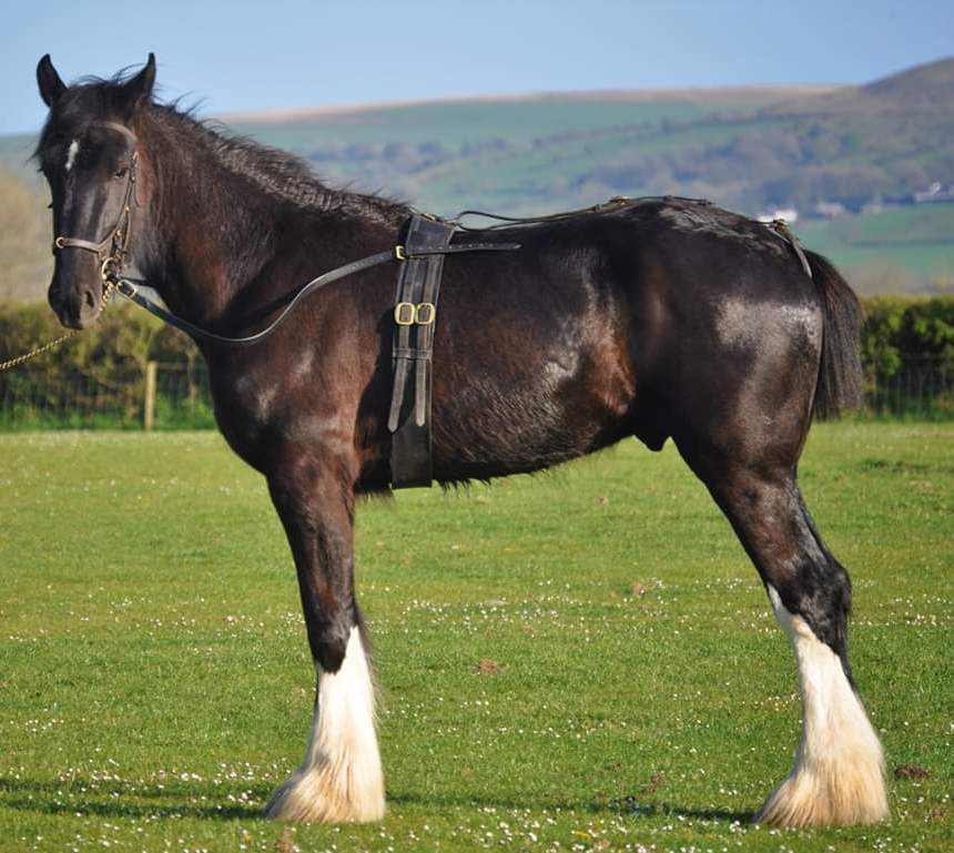 Dyfed Shire Horse Farm in Eglwyswrw