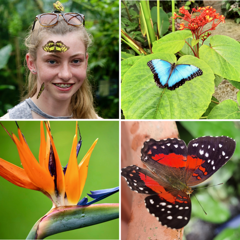 Magic of Life Butterfly House in Cwm Rheidol