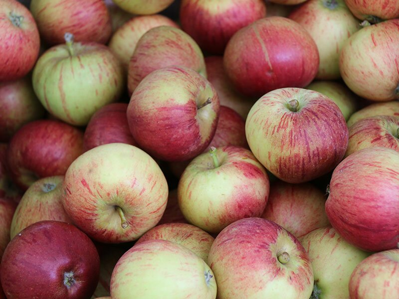 Apples for the Apple Weekend at Llanerchaeron