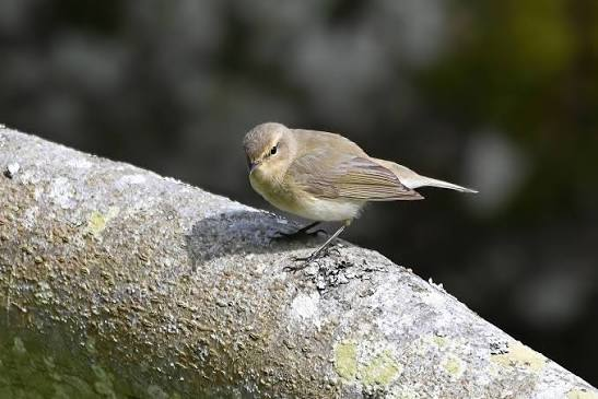 A small bird perched on a lichen-covered branch for Bird Day at Llanerchaeron