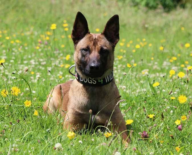 A trained conservation dog sitting in a wildflower meadow