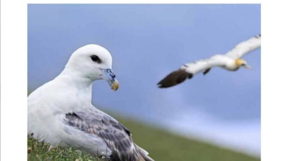 Birds, coastal wildlife, art and family activities come together at Oriel y Parc in St Davids